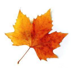 fall-leaf-carlos-caetano